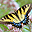 Butterflies of North America Screen Saver icon