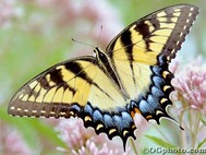 Butterflies of North America Screen Saver screenshot